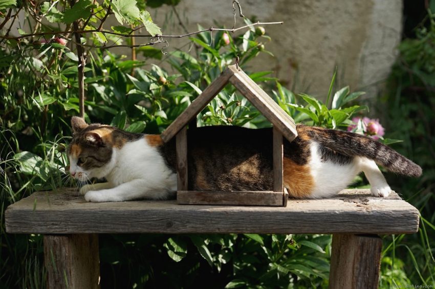 5 Best Cat Houses for the Money in 2026