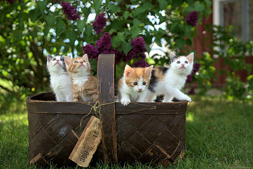5 Best Eco‑Friendly Cat Litters in 2026